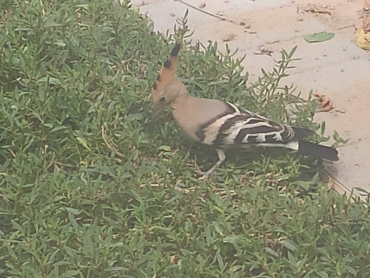 Wiedehopf - ML646383494