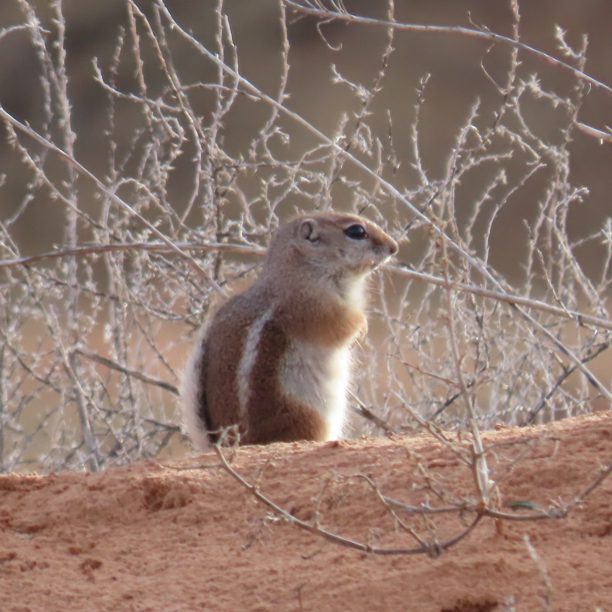 White-tailed Antelope Squirrel - ML646383495