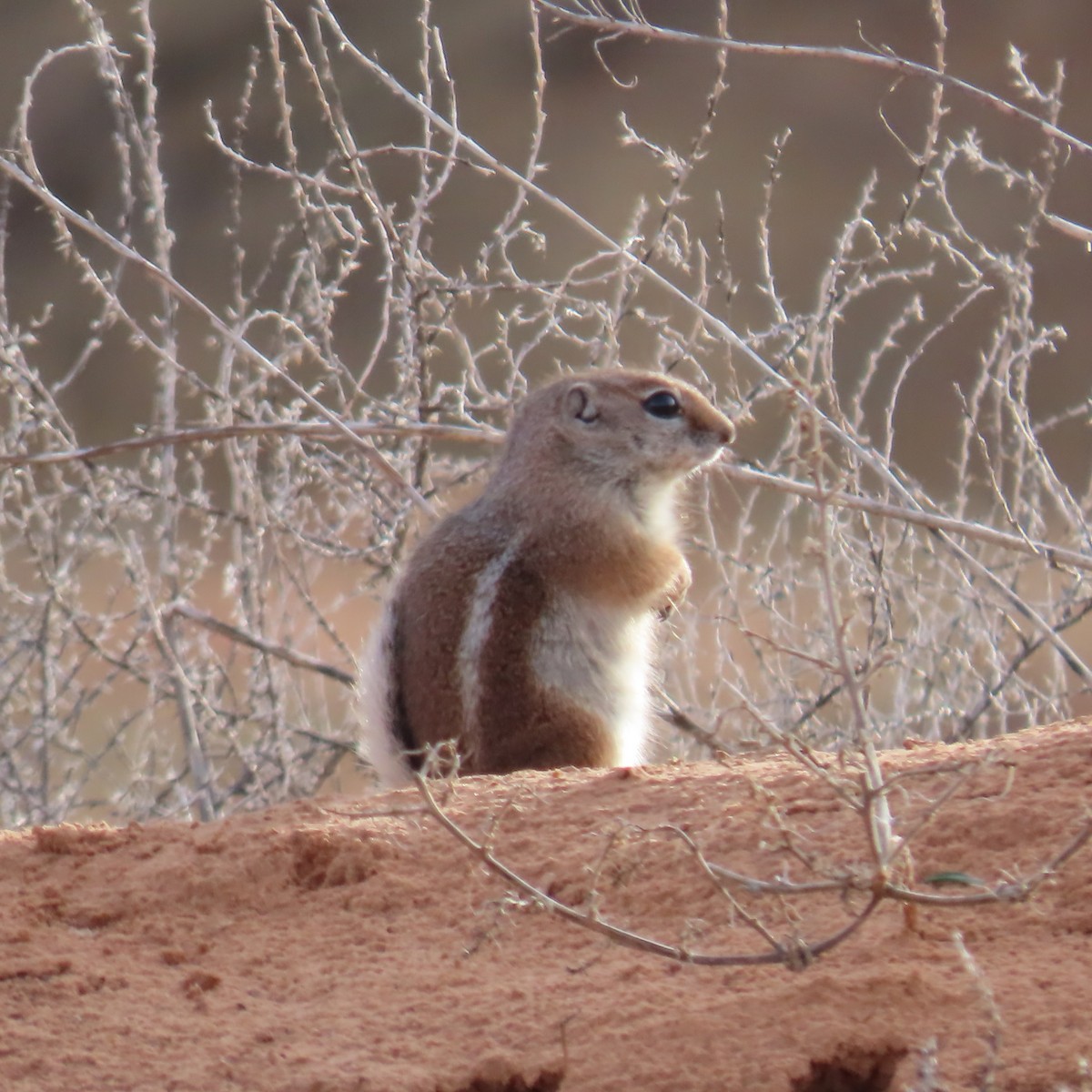 White-tailed Antelope Squirrel - ML646383497