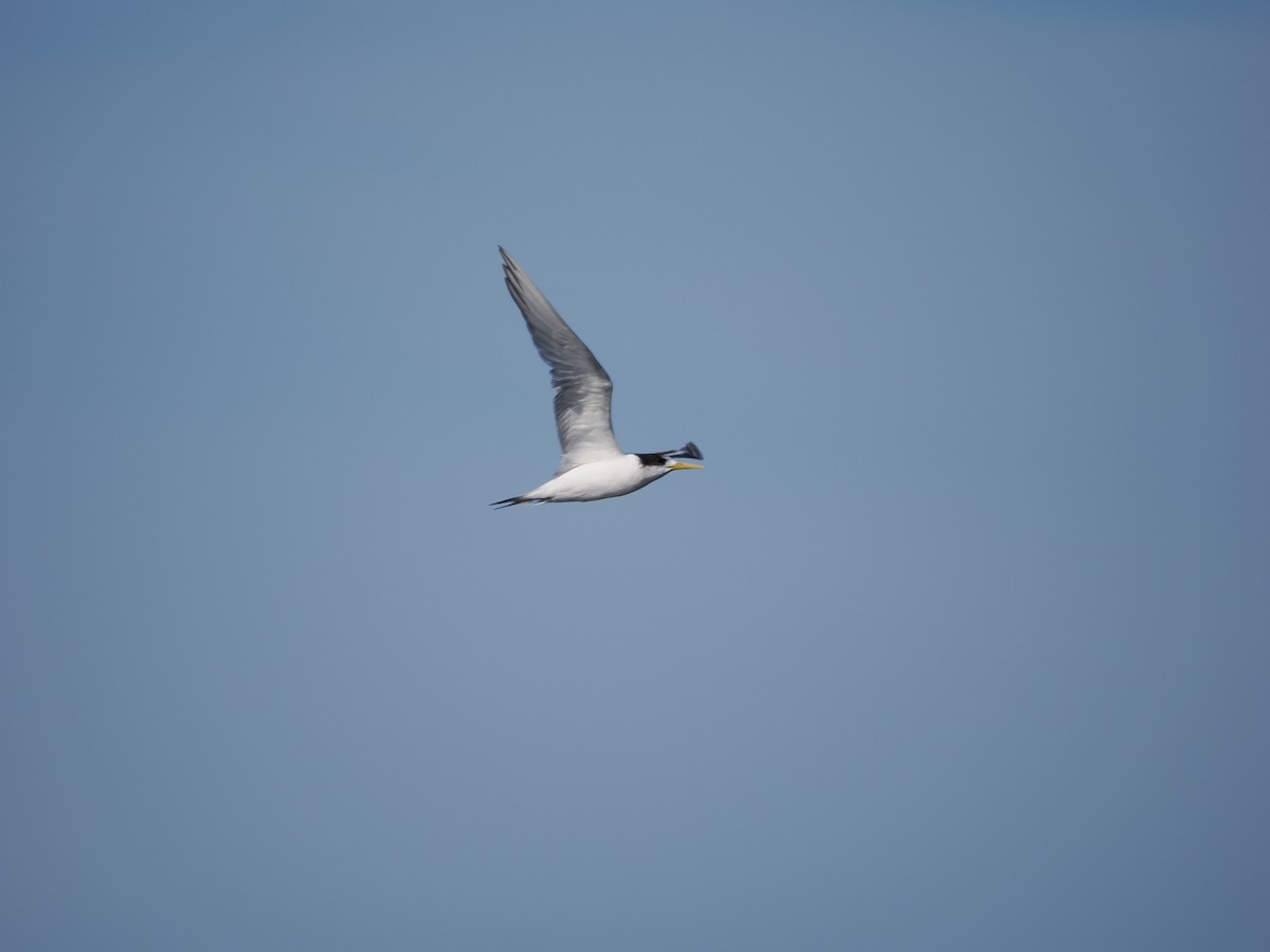 鳳頭燕鷗 - ML646383498