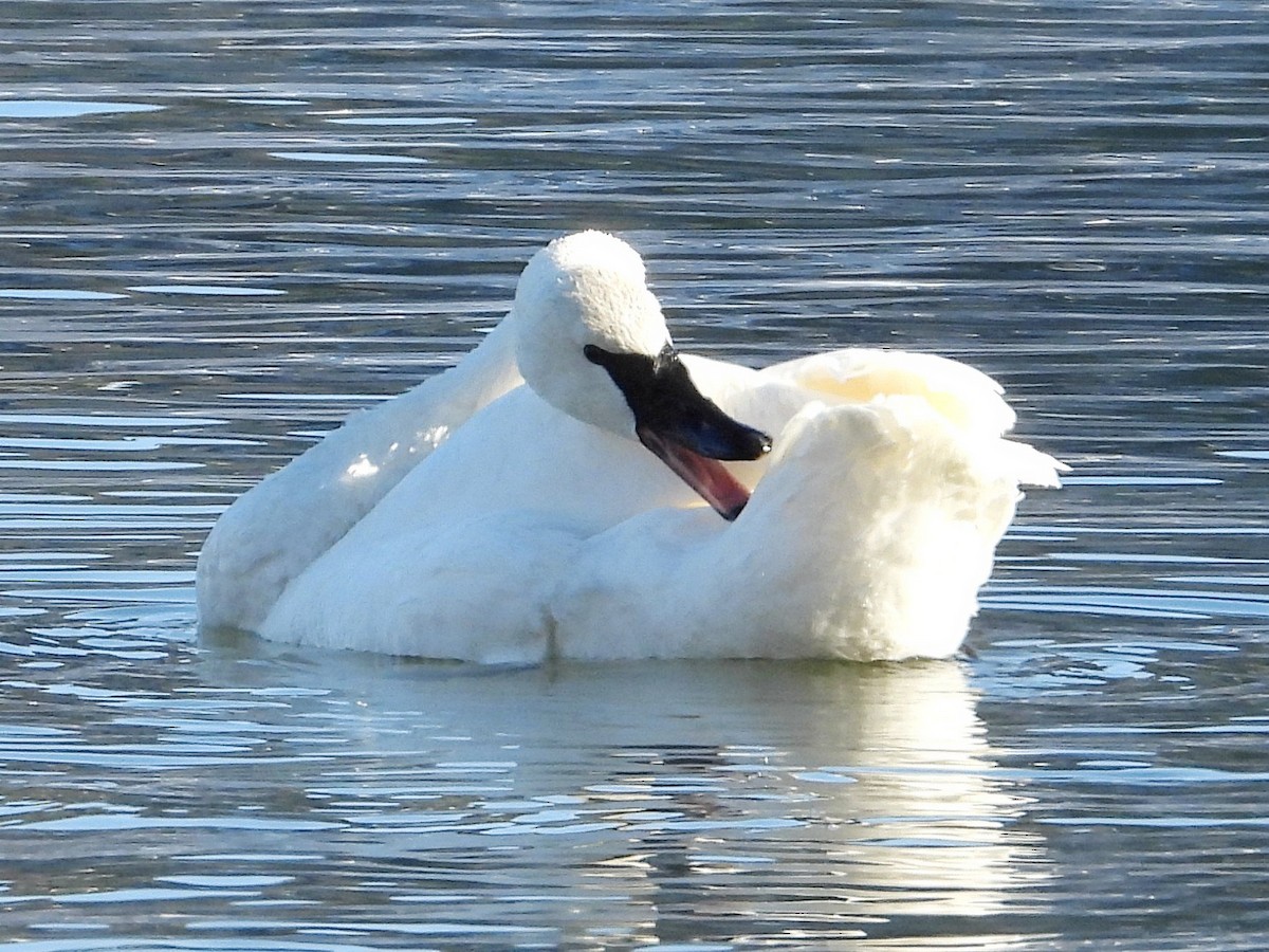 Trompeterschwan - ML646383499