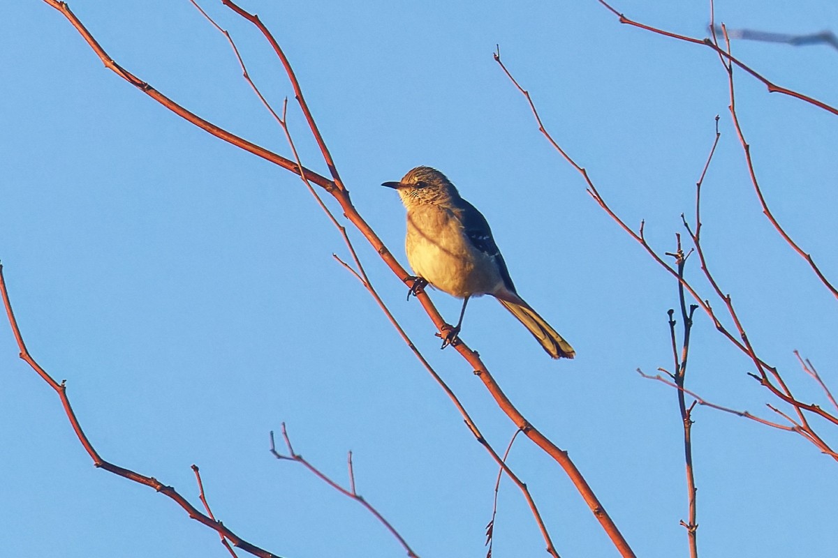 Gartenspottdrossel - ML646383500