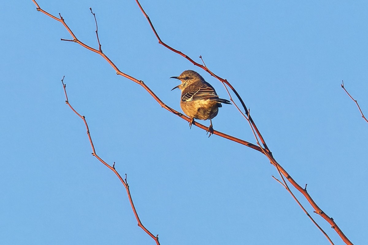 Gartenspottdrossel - ML646383501