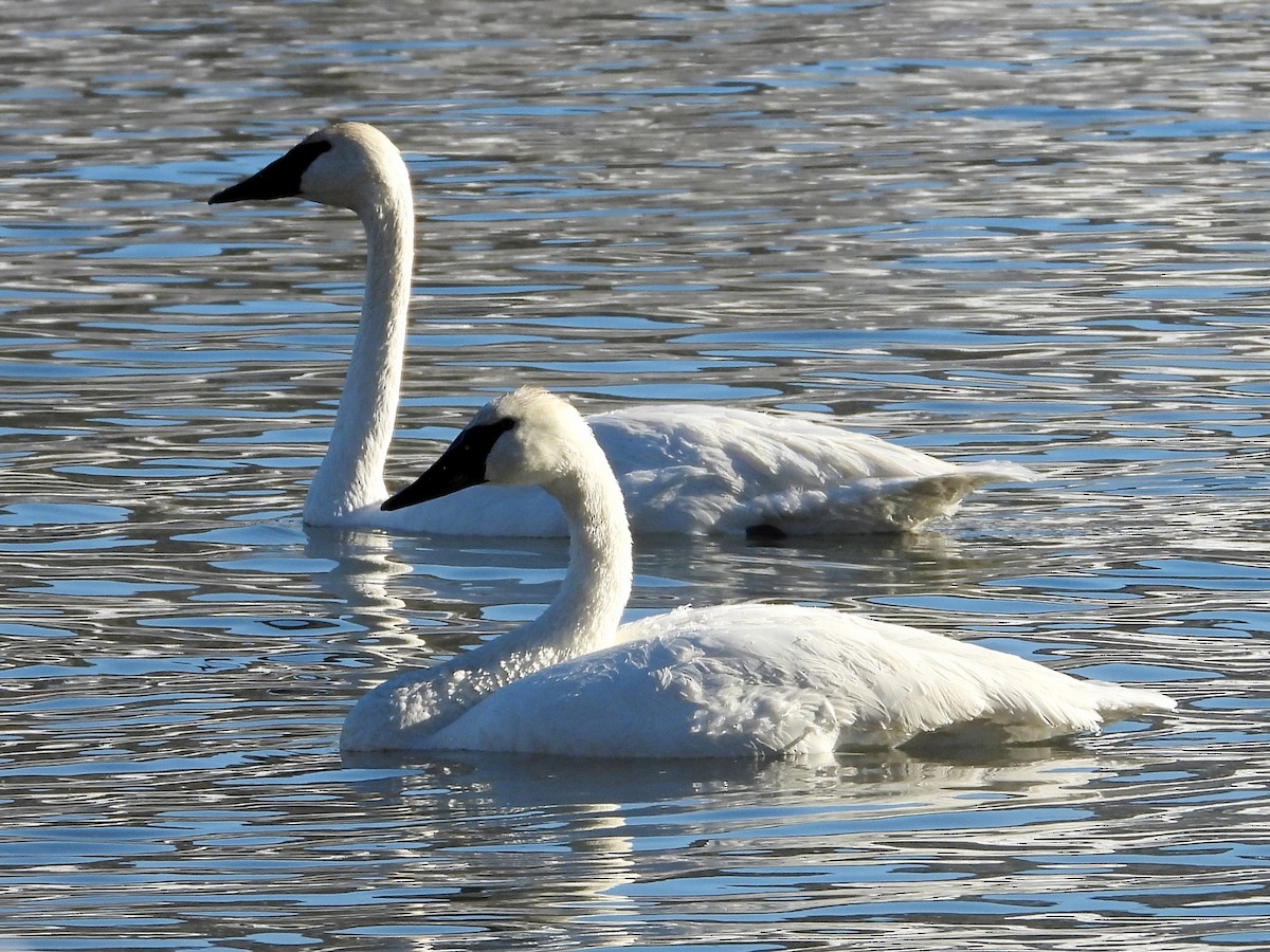 Trompeterschwan - ML646383503