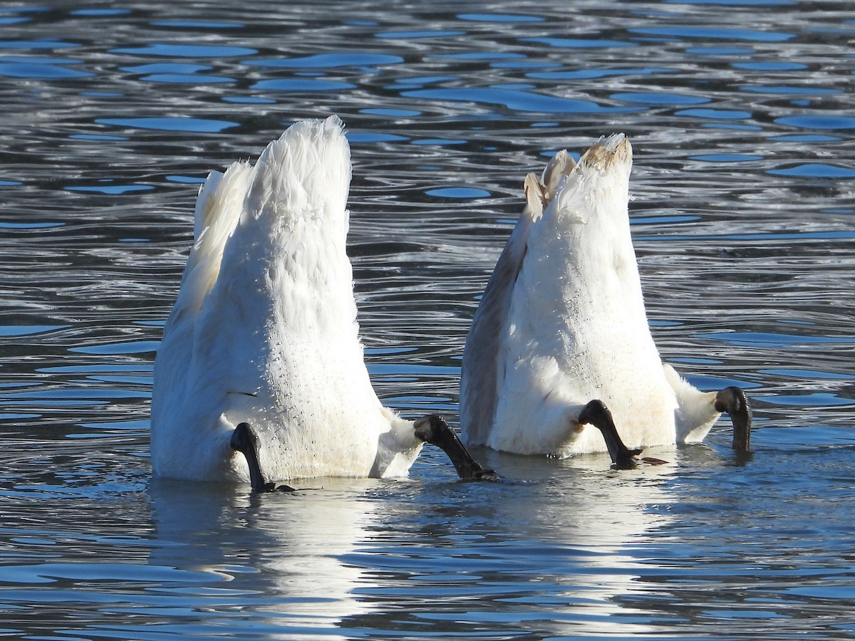 Trompeterschwan - ML646383504