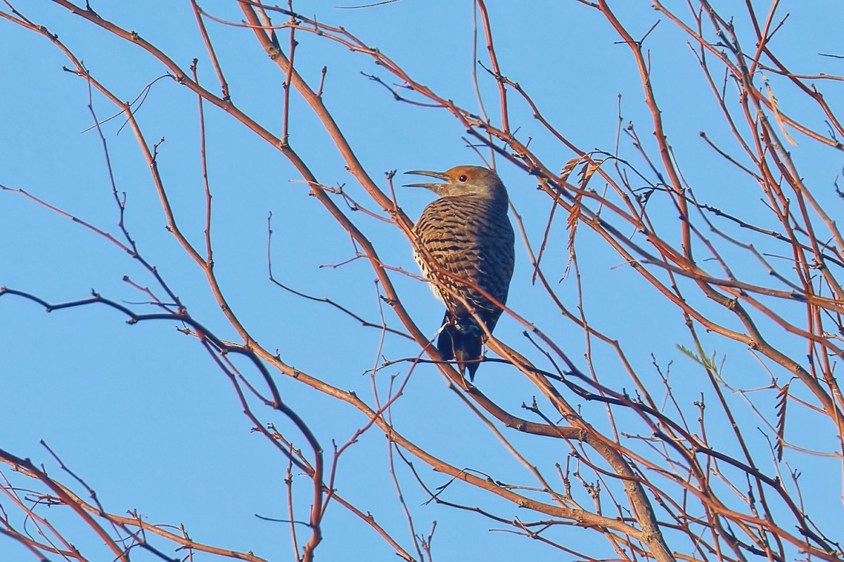 Goldspecht (Kupfergoldspecht) - ML646383505