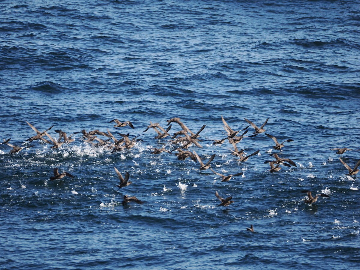 短尾水薙鳥 - ML646383507