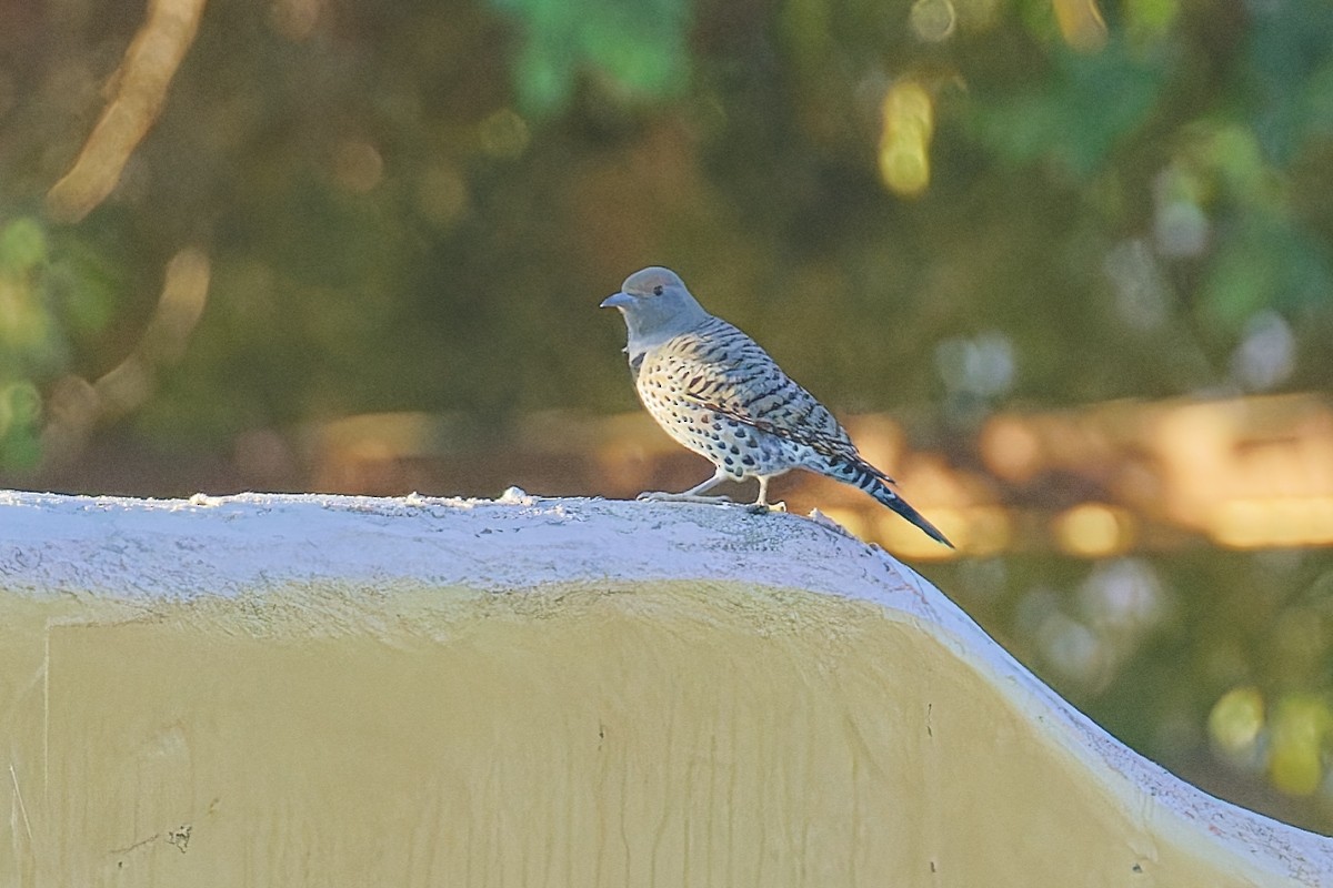 Goldspecht (Kupfergoldspecht) - ML646383508