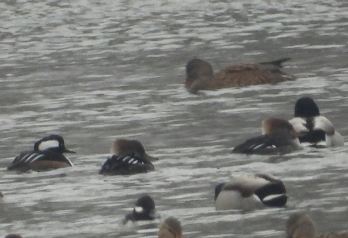 Stockente - ML646383509