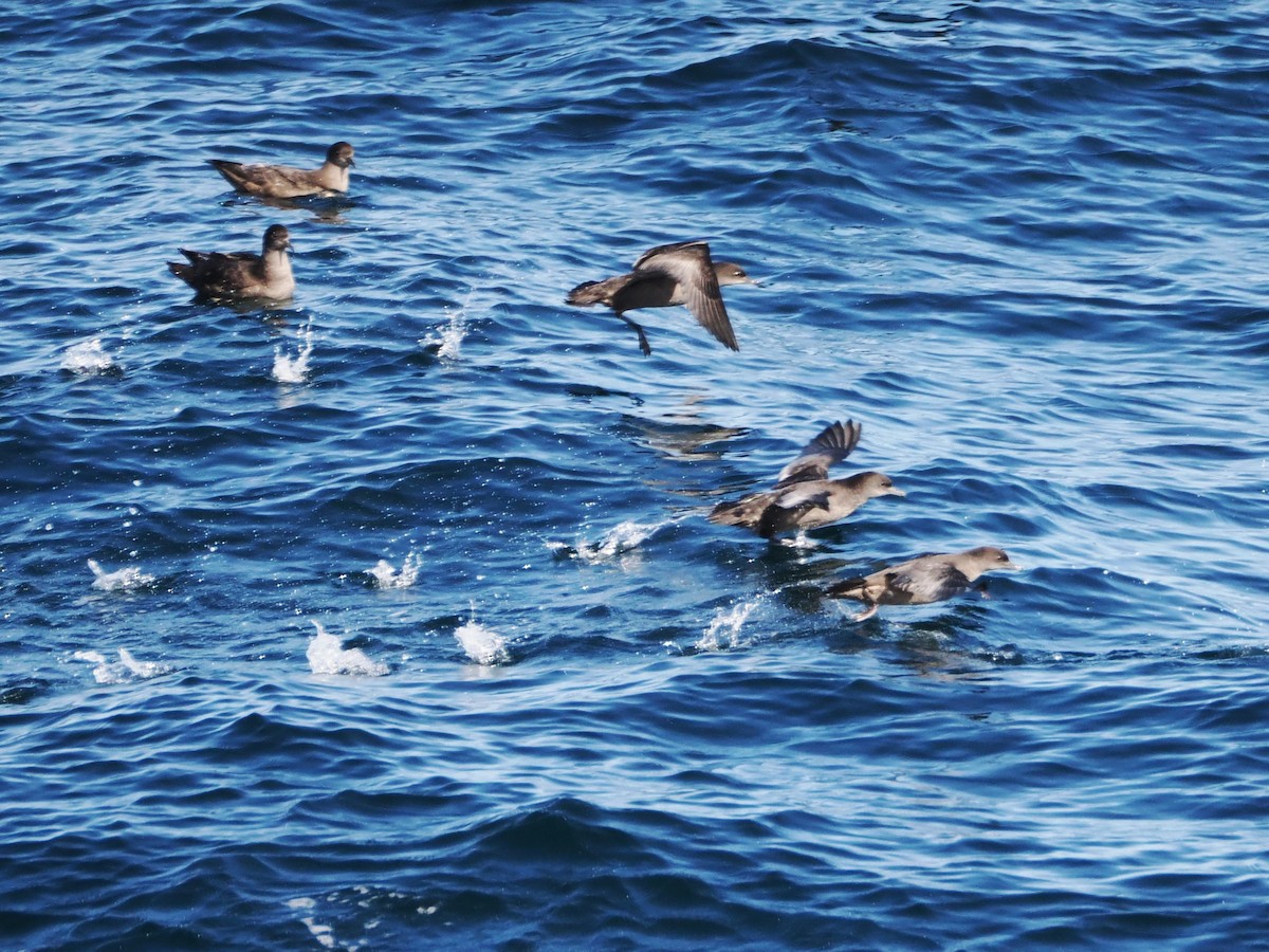 Kurzschwanz-Sturmtaucher - ML646383510