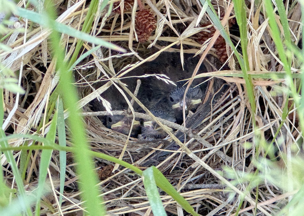 Yellow-eyed Junco - ML646383511