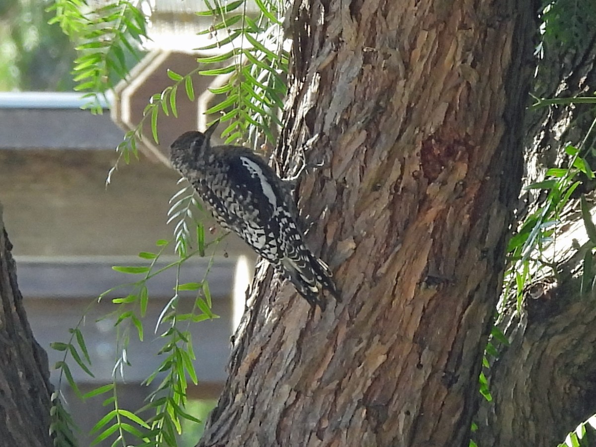 Дятел-смоктун жовточеревий - ML646383512