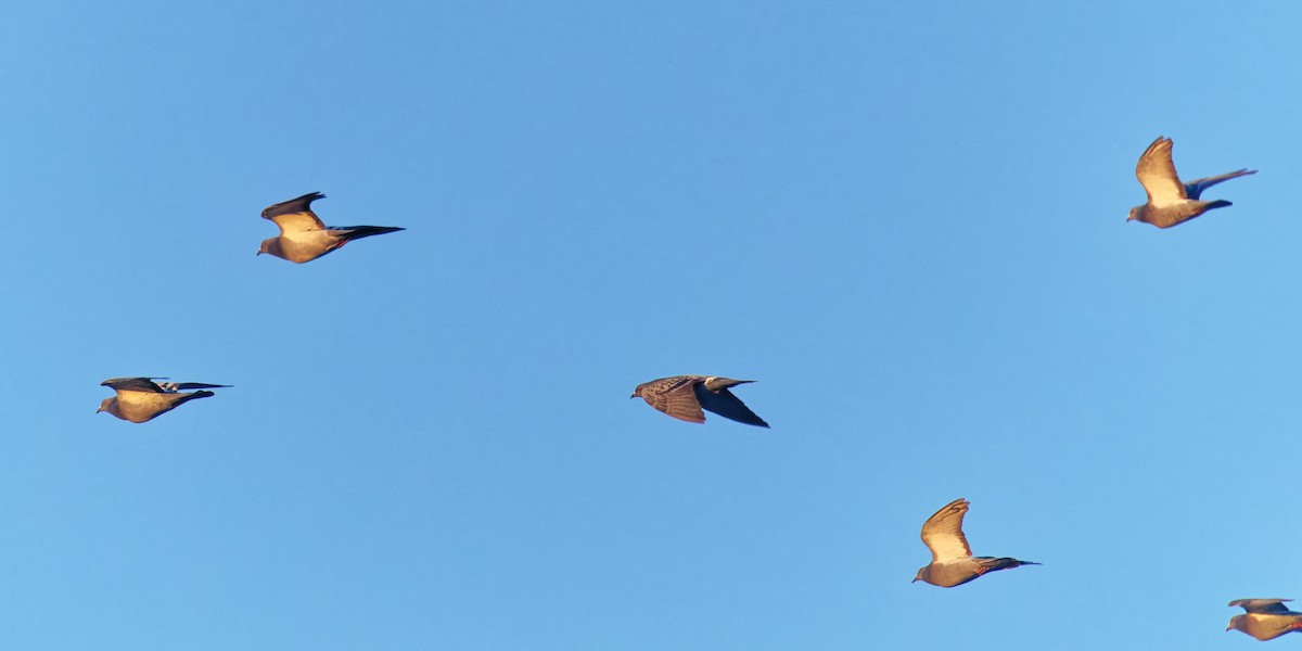 Piccione domestico - ML646383513