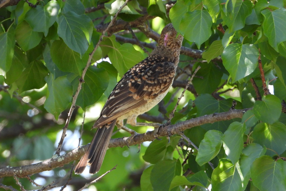 Spotted Bowerbird - ML646383515