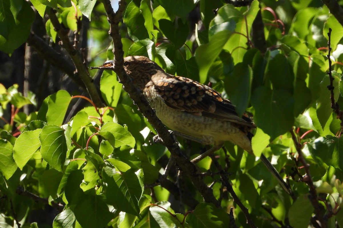 Spotted Bowerbird - ML646383516
