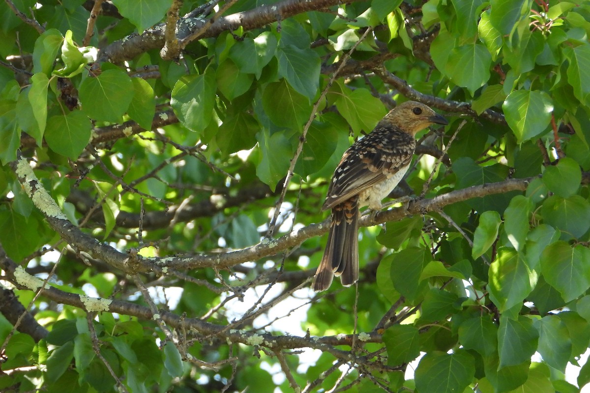 Spotted Bowerbird - ML646383517