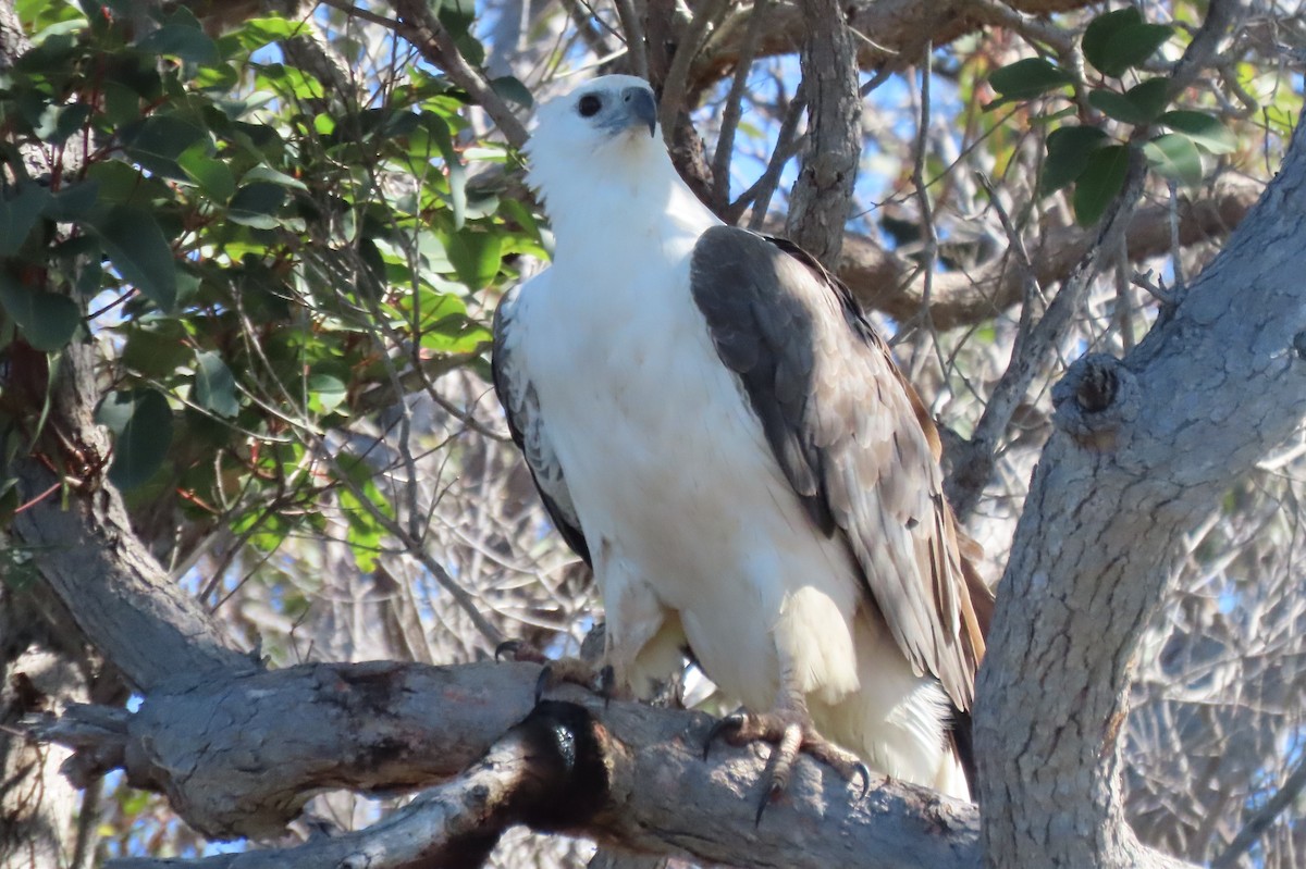 White-bellied Sea-Eagle - ML646383520
