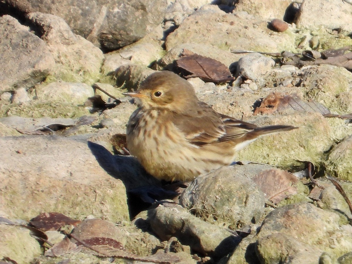 American Pipit - ML646383522