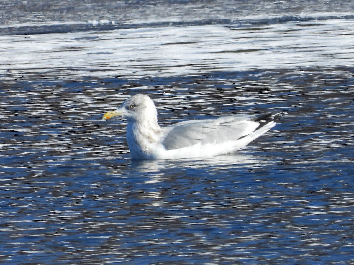 American Herring Gull - ML646383526
