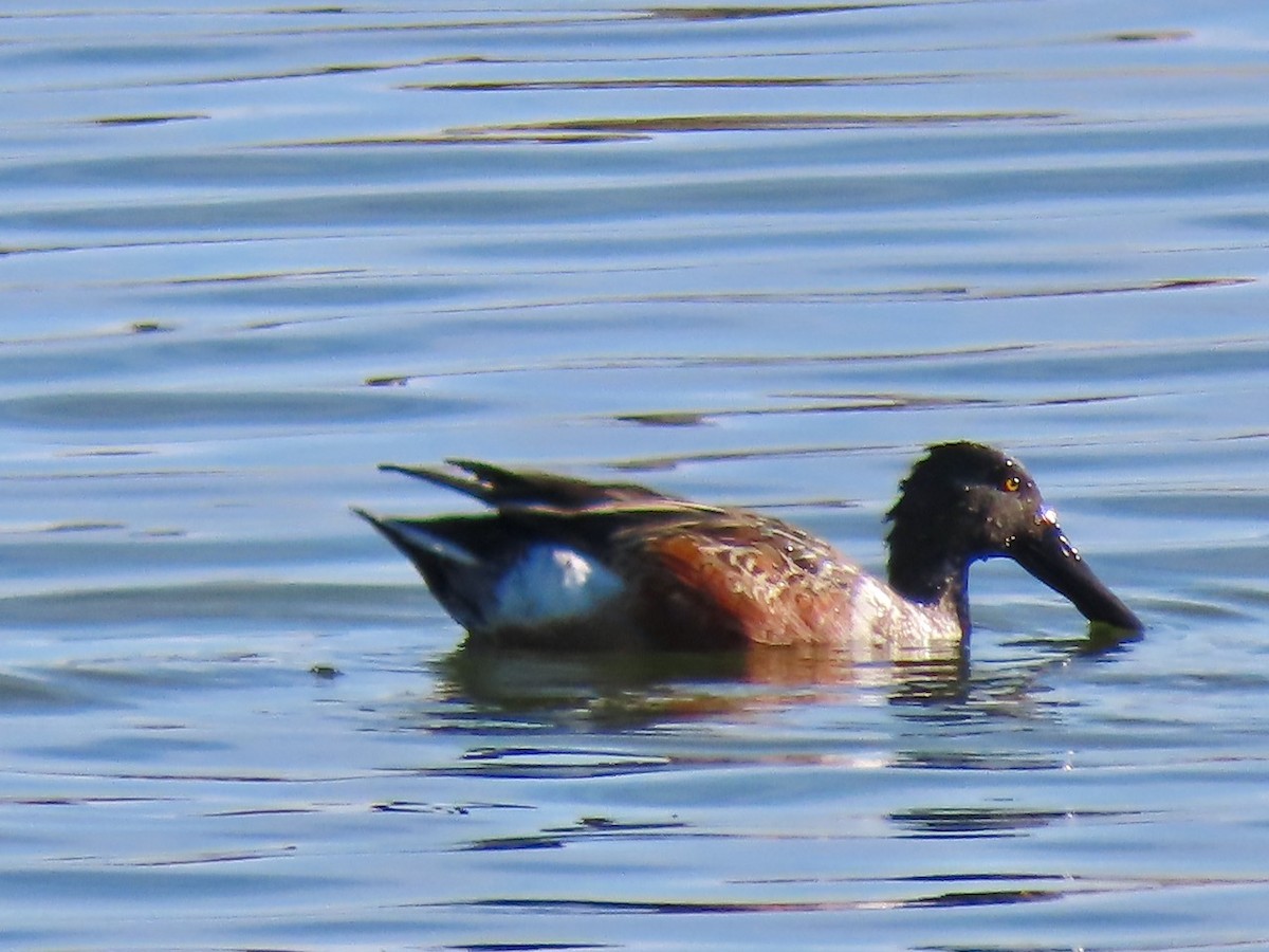 Northern Shoveler - ML646383528