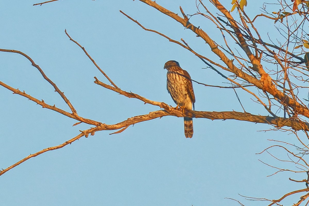 Sharp-shinned Hawk - ML646383529