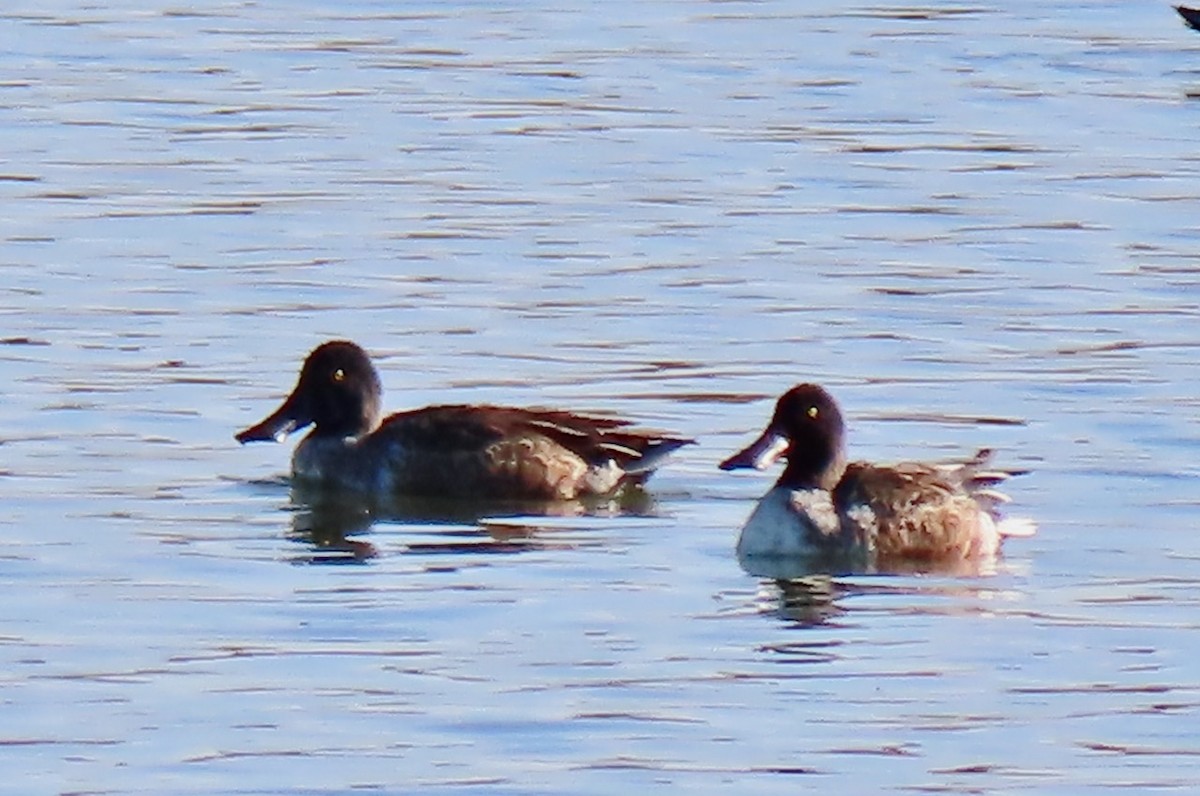 Northern Shoveler - ML646383532