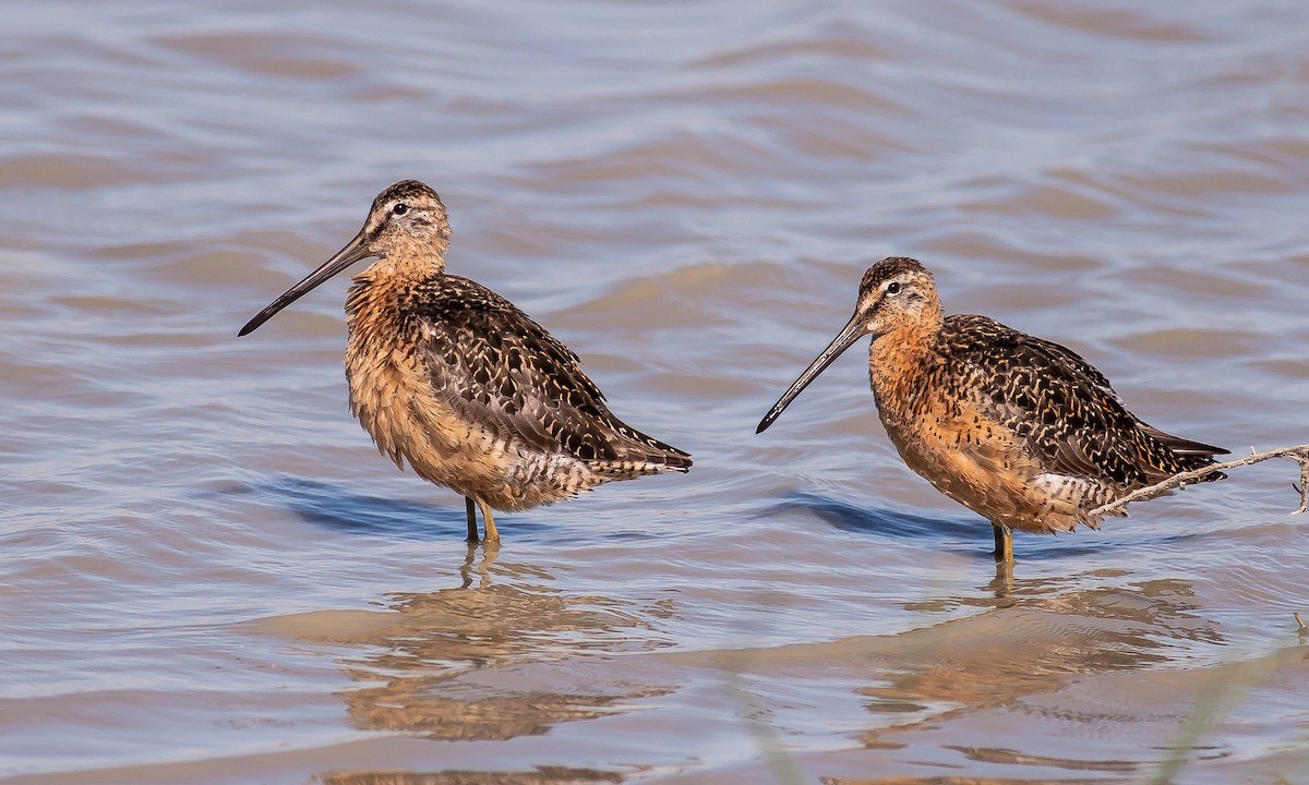 slukovec dlouhozobý - ML646383533