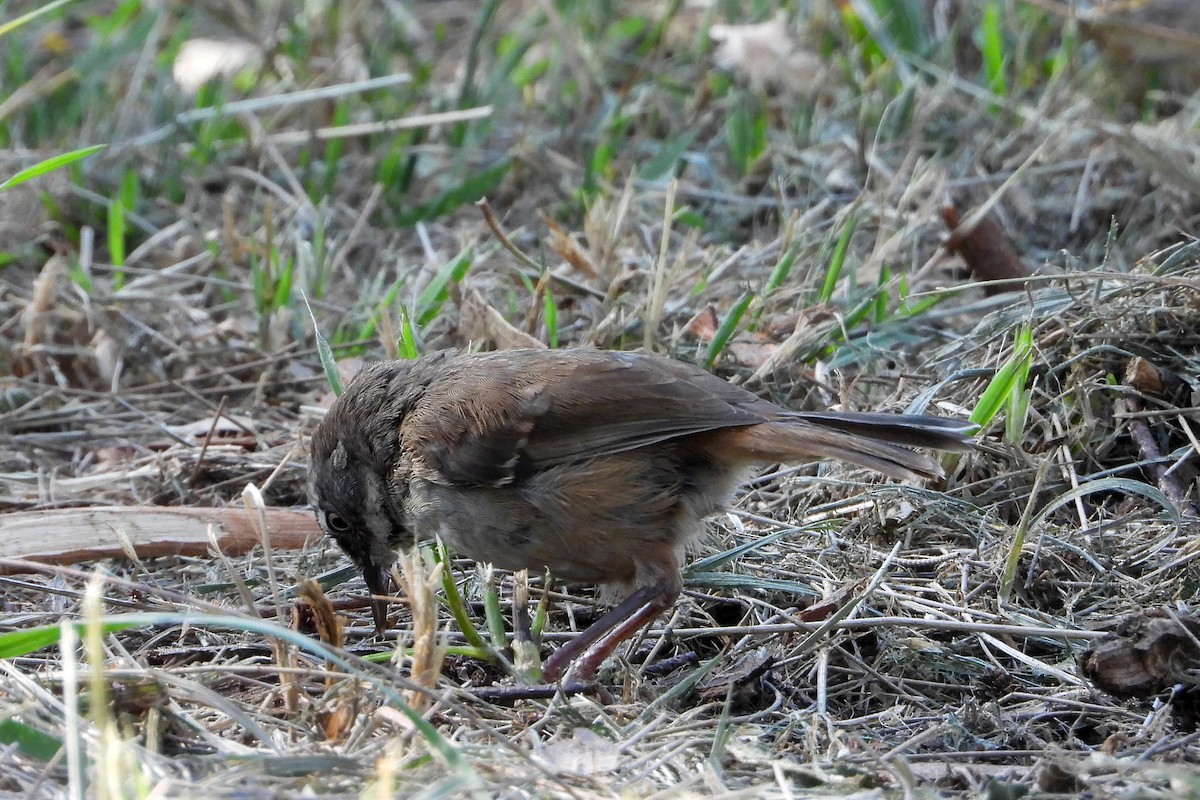 White-browed Scrubwren - ML646383534