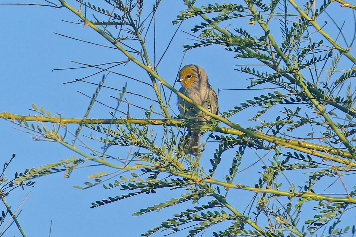 Verdin - ML646383535