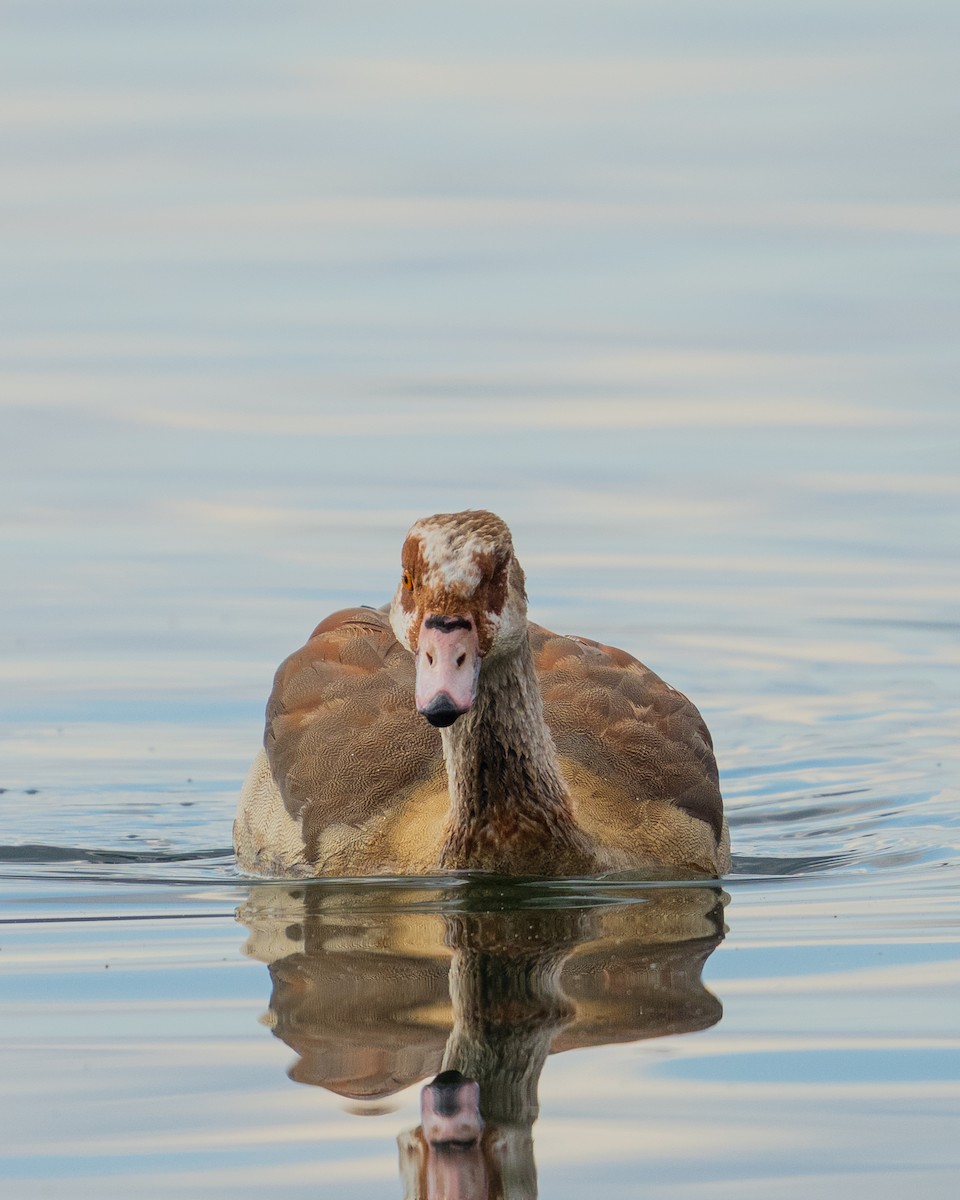 Egyptian Goose - ML646383536
