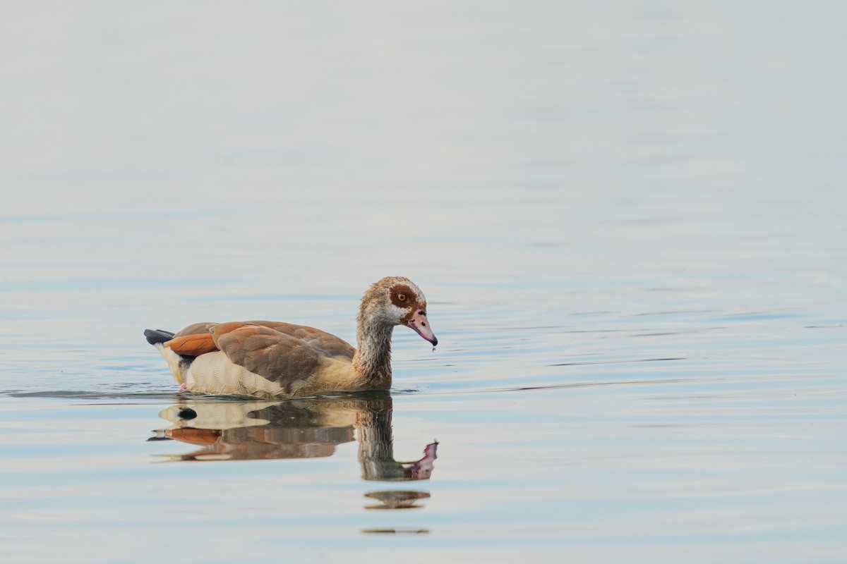 Egyptian Goose - ML646383537