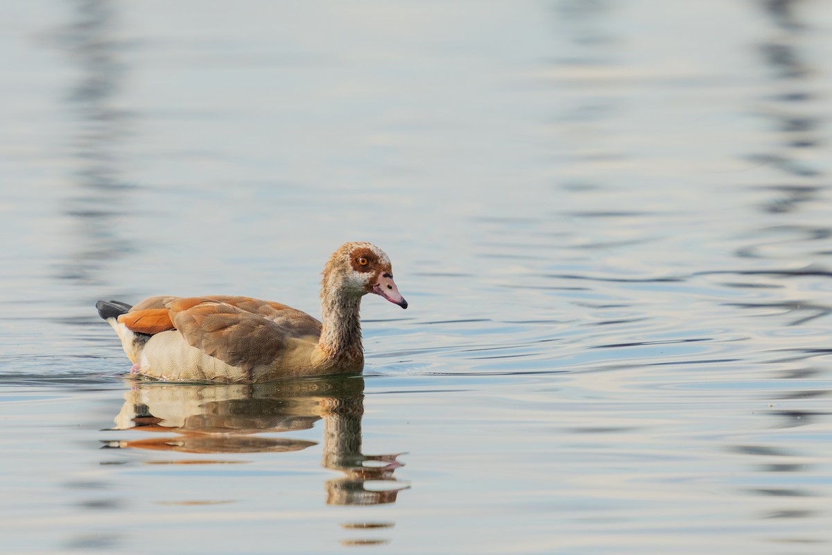 Egyptian Goose - ML646383538