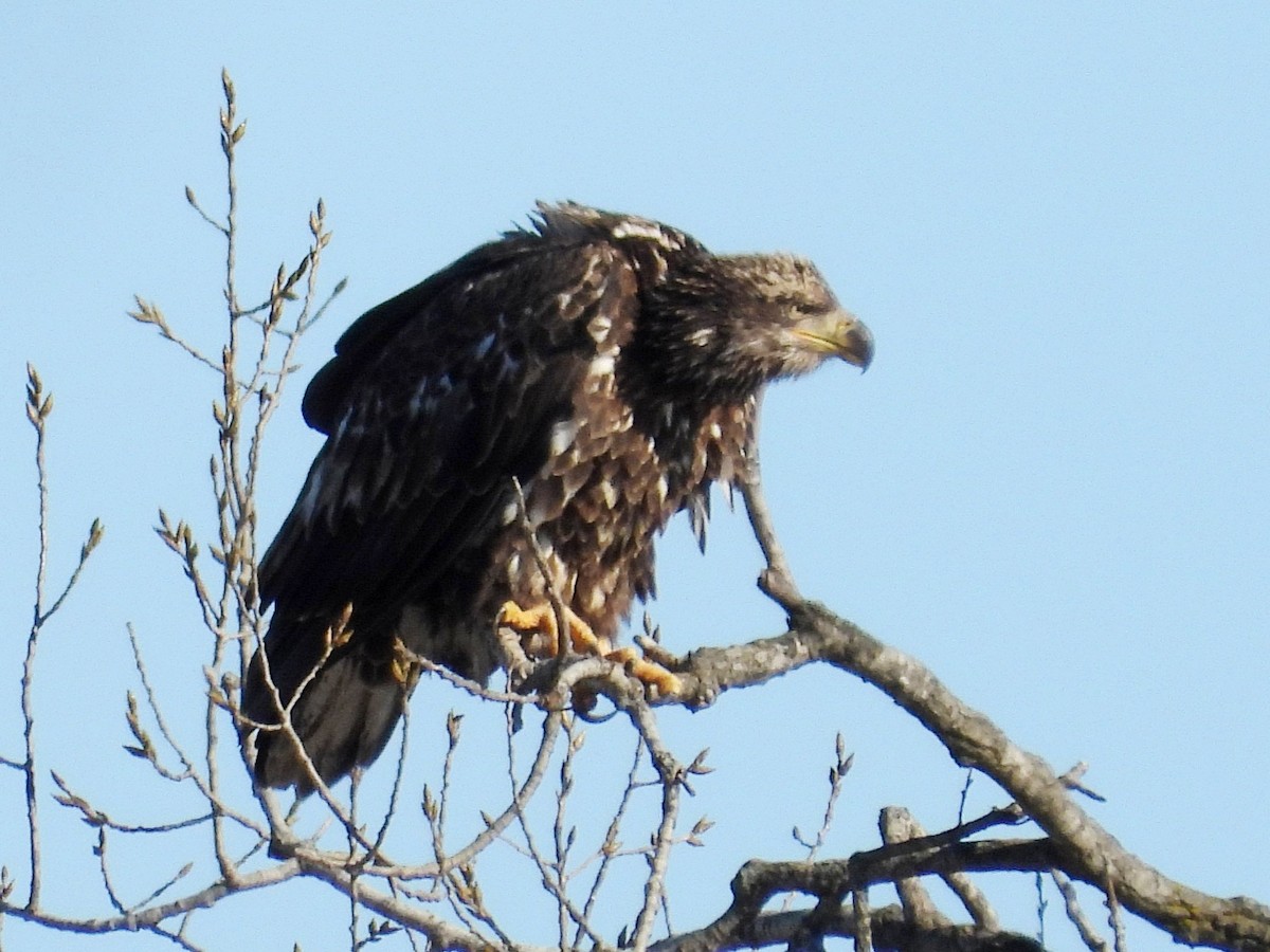 Bald Eagle - ML646383539