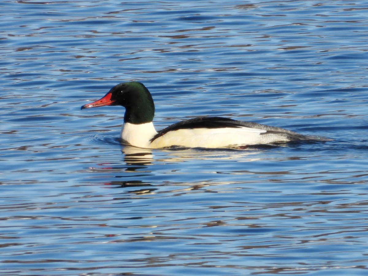 Common Merganser - ML646383541