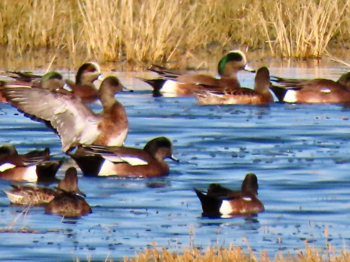 American Wigeon - ML646383542