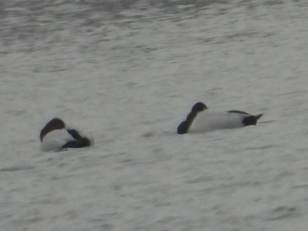 Riesentafelente - ML646383543