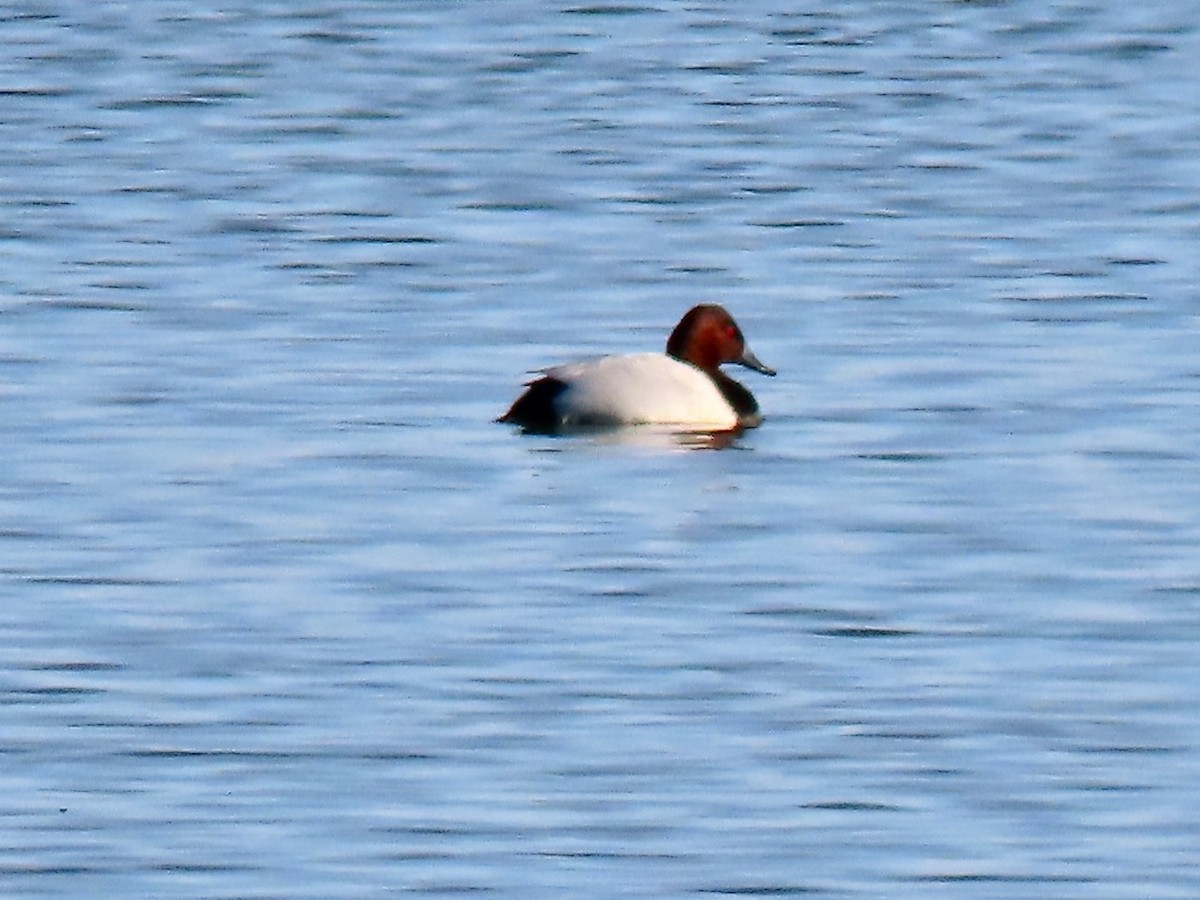 Canvasback - ML646383546