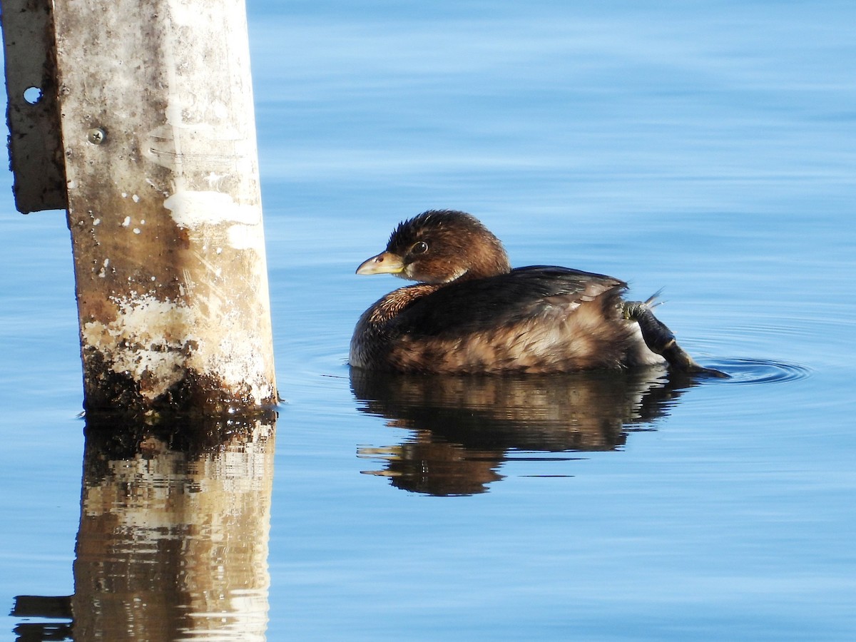 Pied-billed Grebe - ML646383547