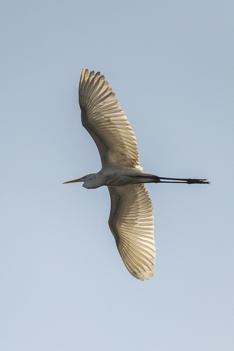 Great Egret - ML646383548
