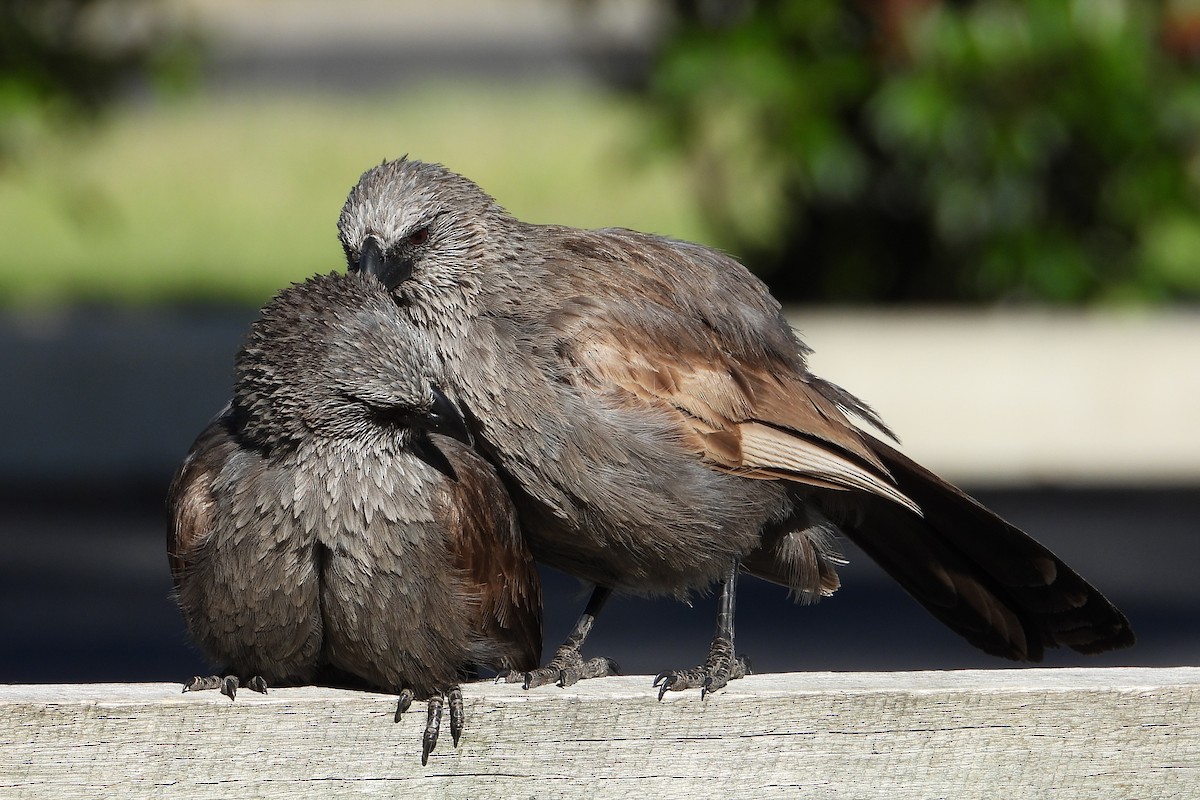 Apostlebird - ML646383551