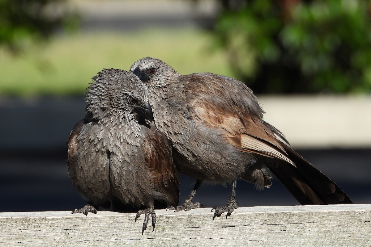 Apostlebird - ML646383553