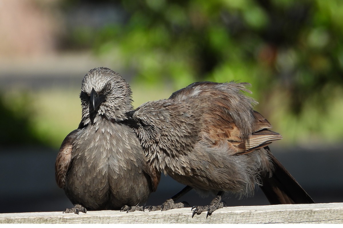 Apostlebird - ML646383554