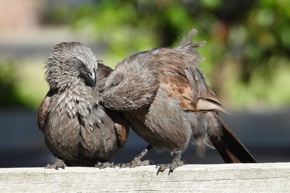 Apostlebird - ML646383555