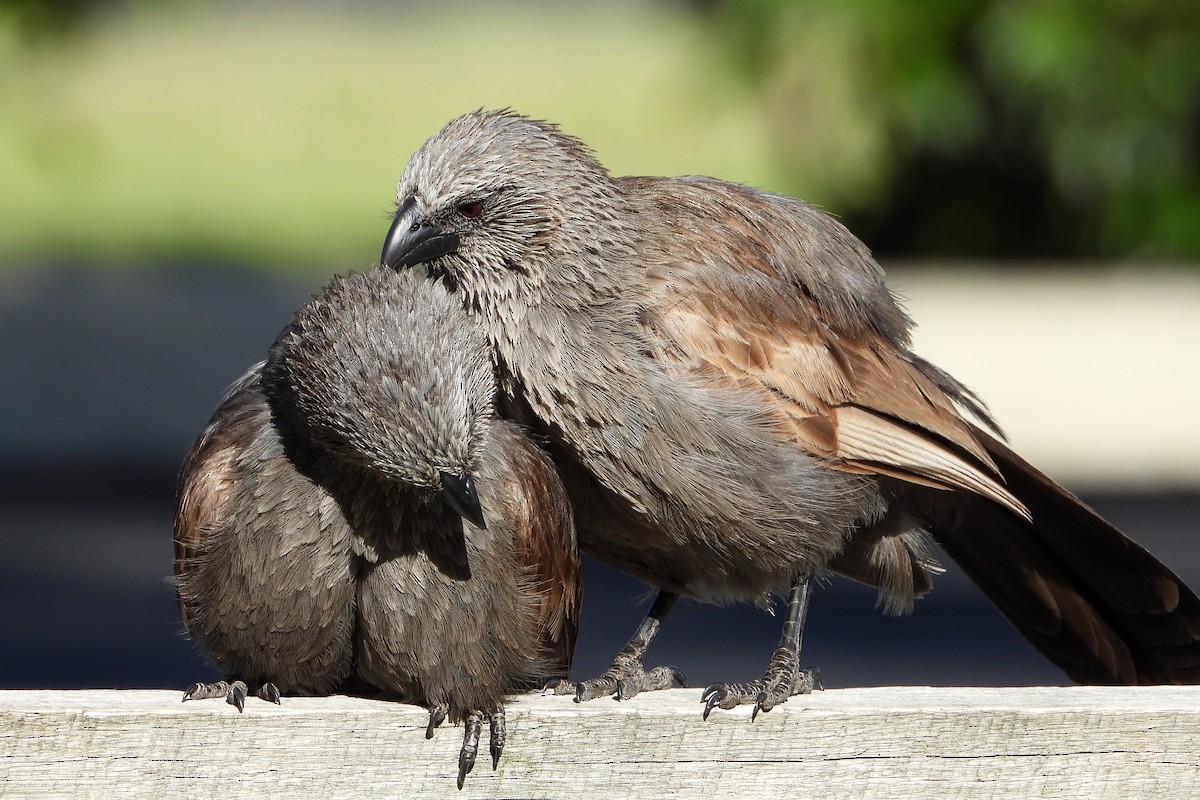 Apostlebird - ML646383556