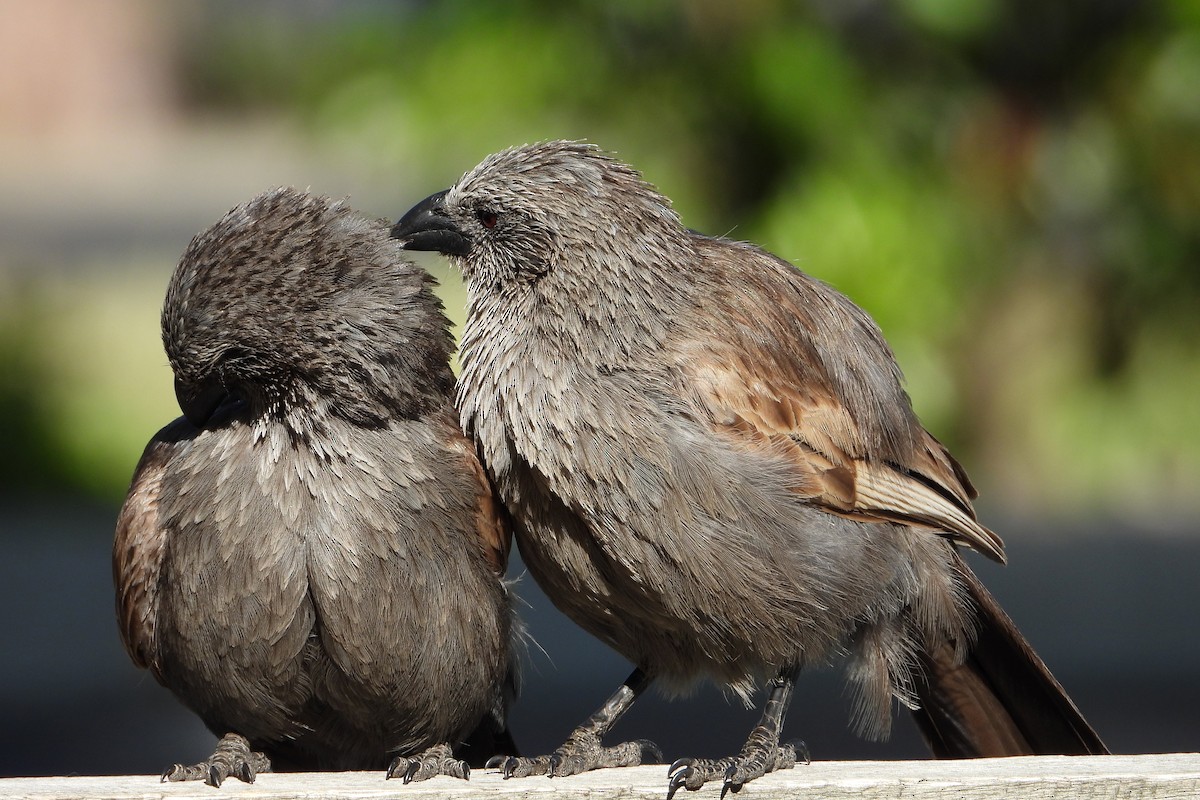 Apôtre gris - ML646383557