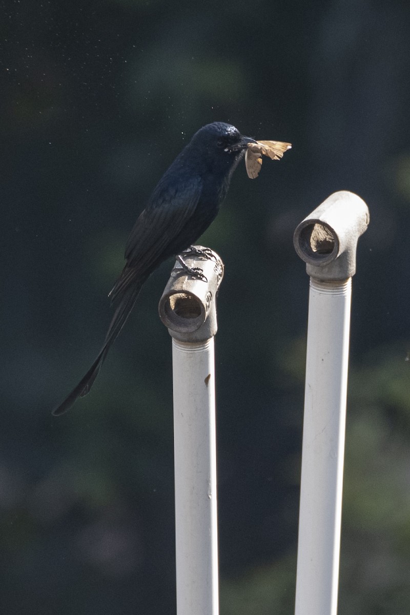 Black Drongo - ML646383558