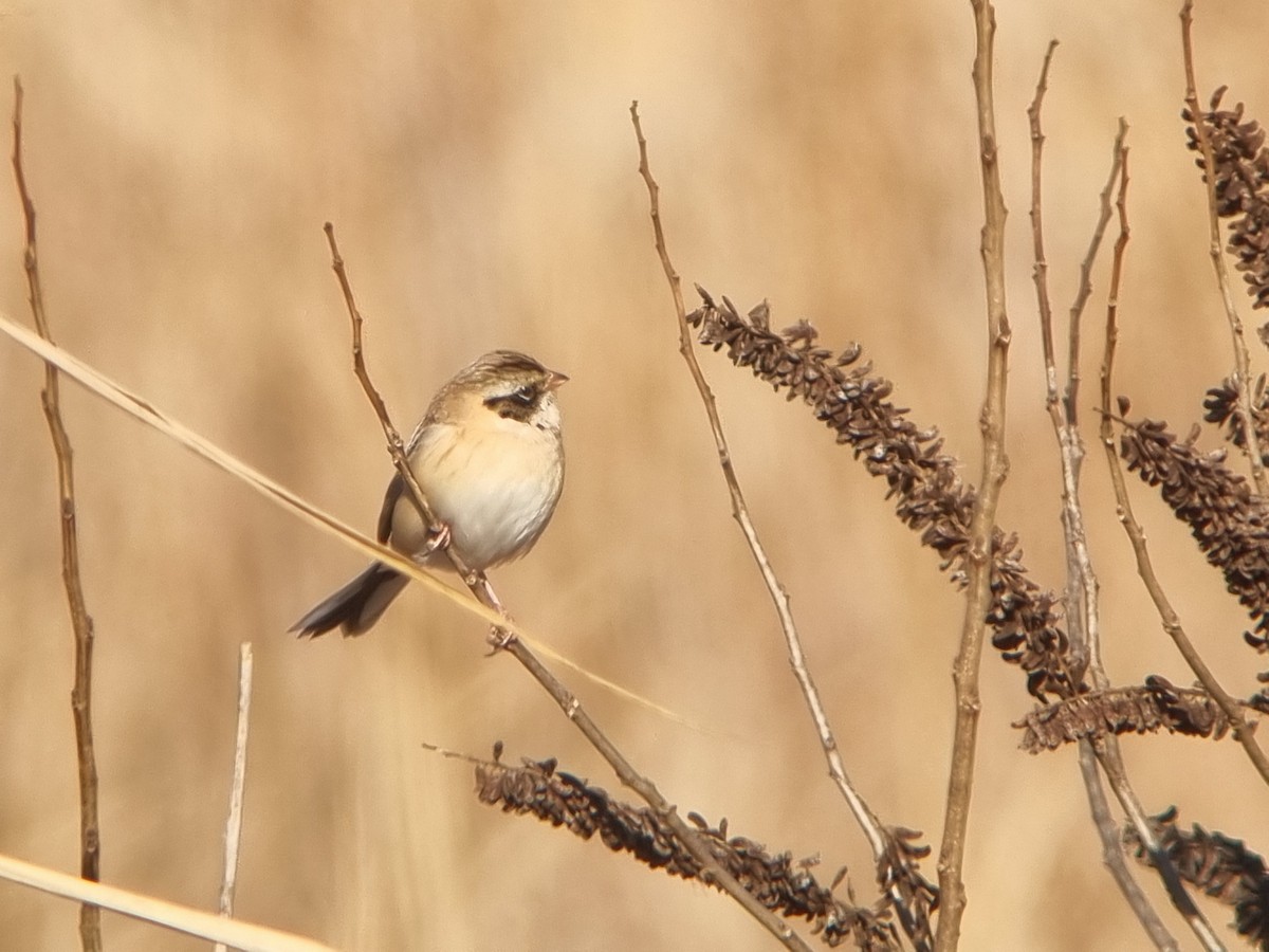 Ochre-rumped Bunting - ML646383559