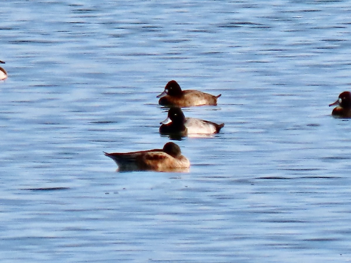 Lesser Scaup - ML646383560
