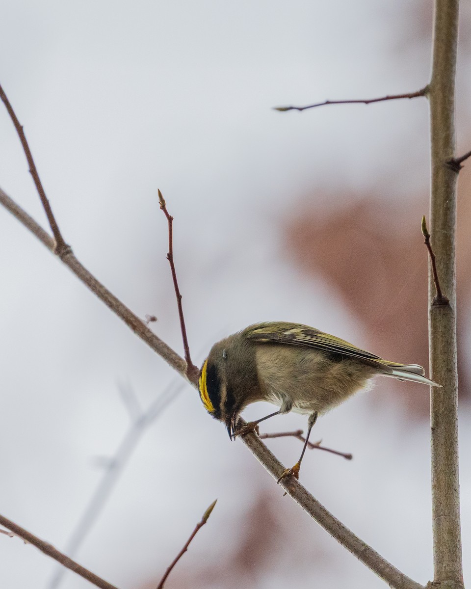 Golden-crowned Kinglet - ML646383562