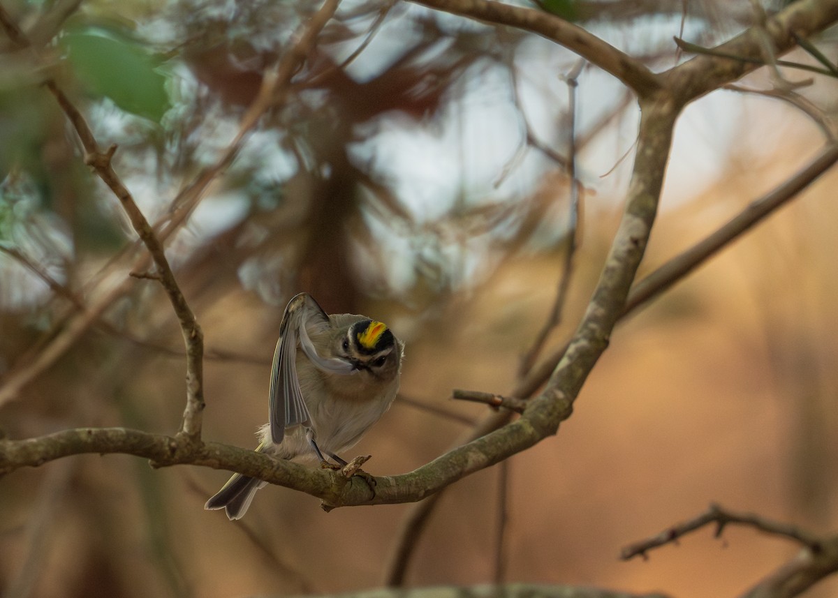 Golden-crowned Kinglet - ML646383563